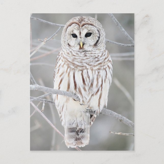 Barred owl (Strix varia) Postcard (Front)