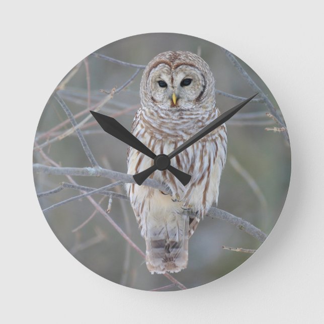 Barred Owl Strix Varia Round Clock (Front)