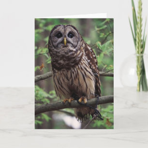 Barred Owl Thank You Card