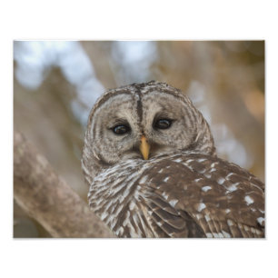 Barred Owl Wildlife Picture Photo Print