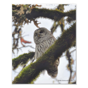 Barred Owl Winking Photo Print
