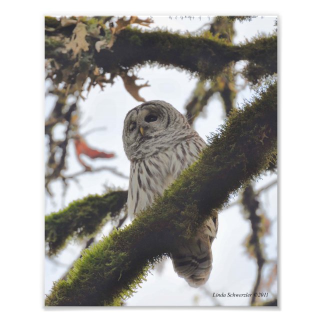 Barred Owl Winking Photo Print (Front)