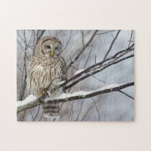Barred Owl with a light snowfall Jigsaw Puzzle