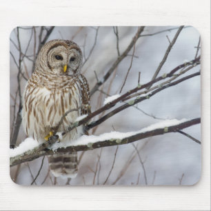 Barred Owl with a light snowfall Mouse Mat