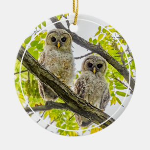 Barred Owlets Springtime Ceramic Tree Decoration
