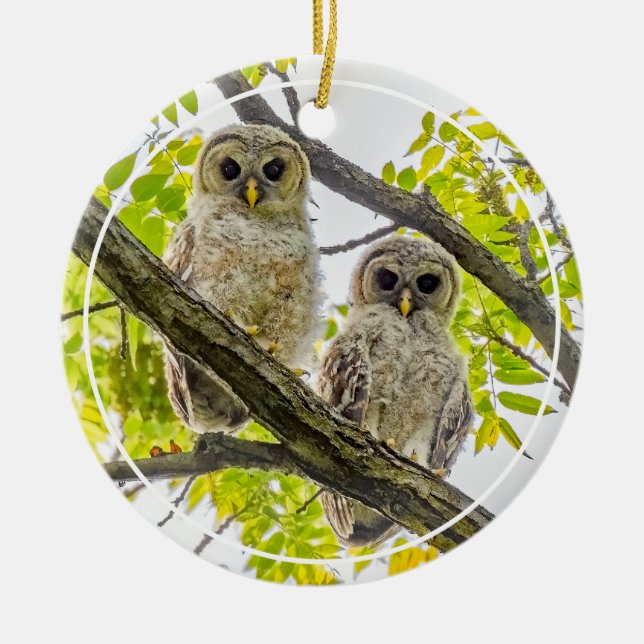 Barred Owlets  Springtime Ceramic Tree Decoration (Front)