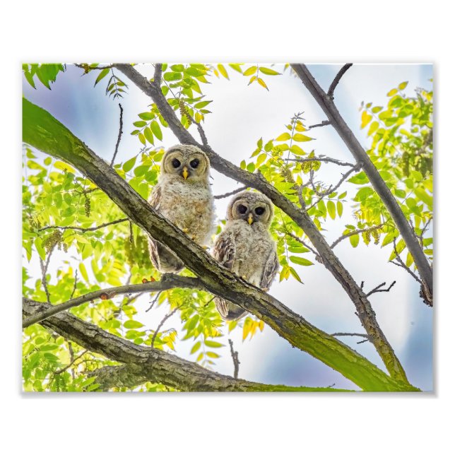 Barred Owlets  Springtime Photo Print (Front)