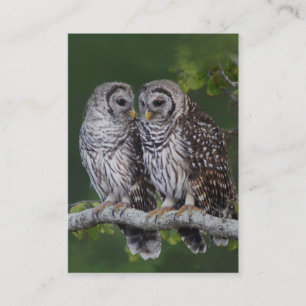 Barred Owls Birder's Wildlife Business Card