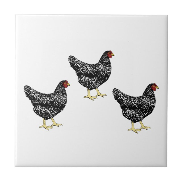 Barred Plymouth Rock Heritage Breed Laying Hens Tile (Front)