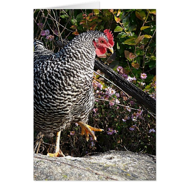 Barred Rock (Front)
