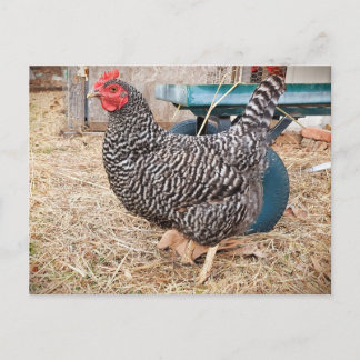 Barred Rock Chicken Postcard 