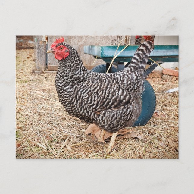 Barred Rock Chicken Postcard  (Front)