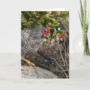 Barred Rock Hen Card