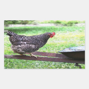 Barred Rock Hen On Wheelbarrow Sticker