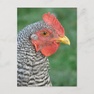 Barred Rock Postcard