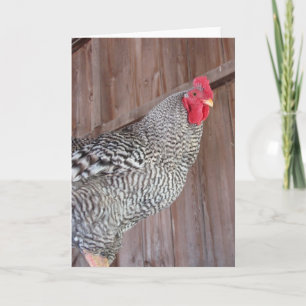 Barred Rock Rooster Card