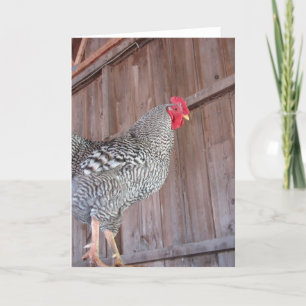 Barred Rock Rooster in an Old Barn Card