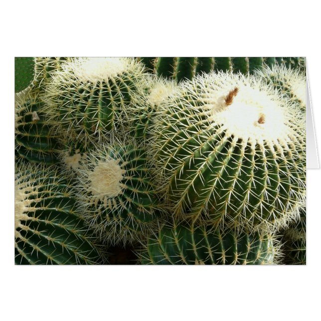 Barrel Cactus Blank Card (Front Horizontal)