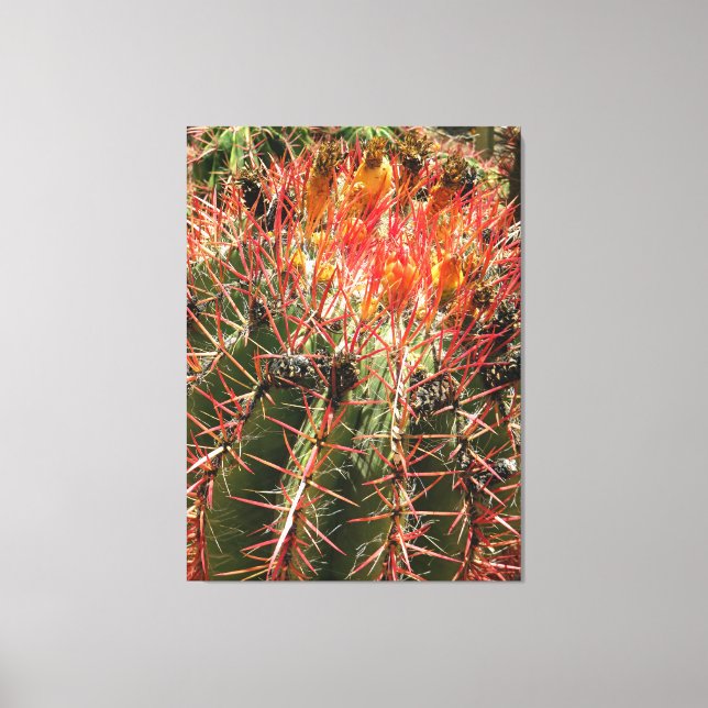 Barrel Cactus Canvas Print (Front)