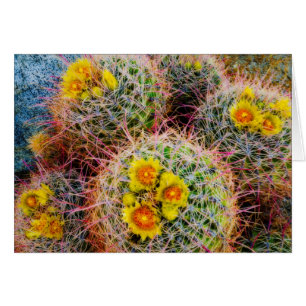Barrel cactus close up, California