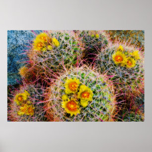 Barrel cactus close up, California Poster