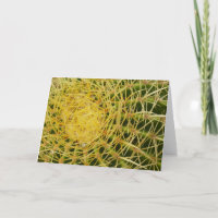Barrel Cactus Closeup Abstract Nature Photography