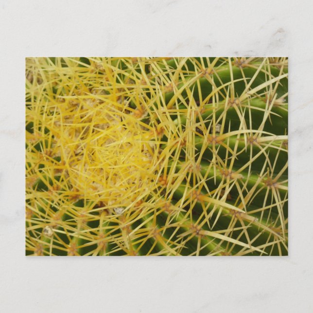 Barrel Cactus Closeup Abstract Nature Photography Postcard (Front)