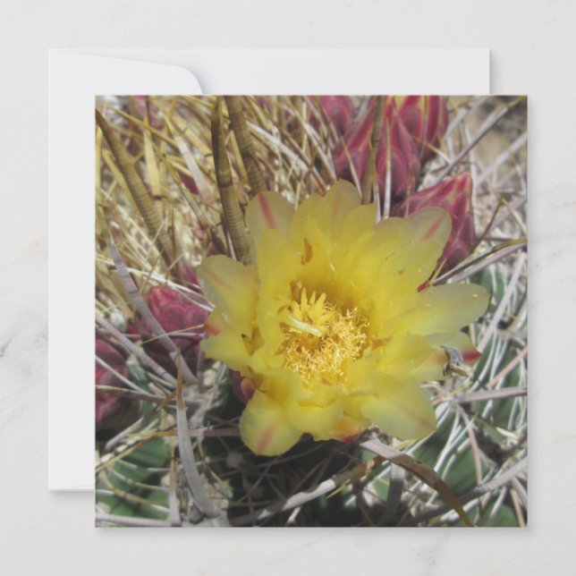Barrel Cactus Fishhook Yellow (Front)