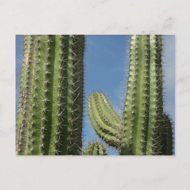 Barrel Cactus I Desert Photo Postcard (Front)