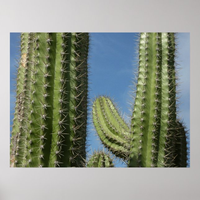 Barrel Cactus I Desert Photo Poster (Front)