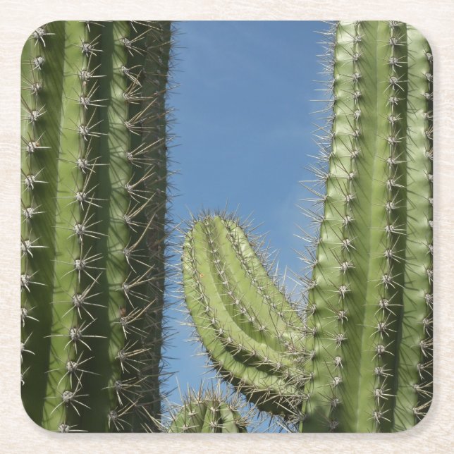 Barrel Cactus I Desert Photo Square Paper Coaster (Front)