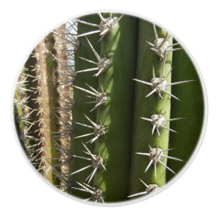 Barrel Cactus II Desert Nature Photo Ceramic Knob