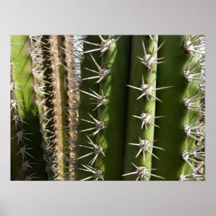 Barrel Cactus II Desert Nature Photo Poster