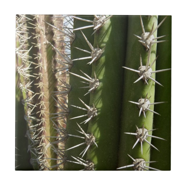 Barrel Cactus II Desert Nature Photo Tile (Front)