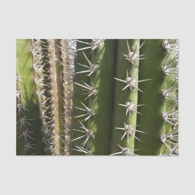 Barrel Cactus II Desert Nature Photo Tissue Paper (Front)