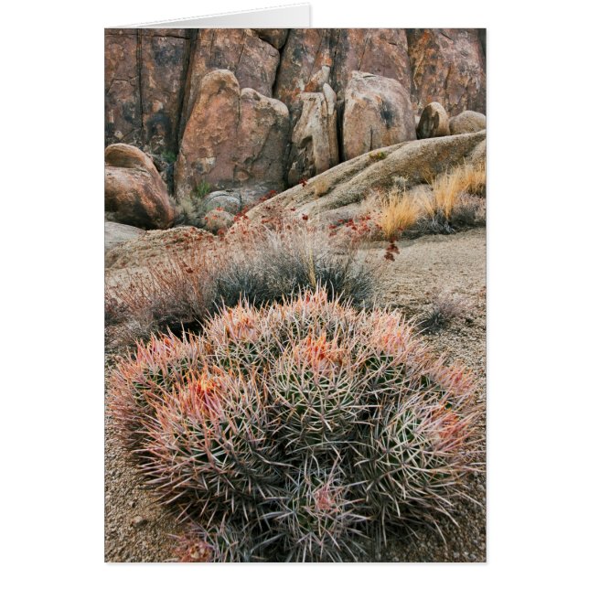 Barrel Cactus In California (Front)