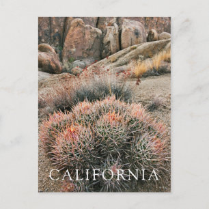 Barrel Cactus In California Postcard