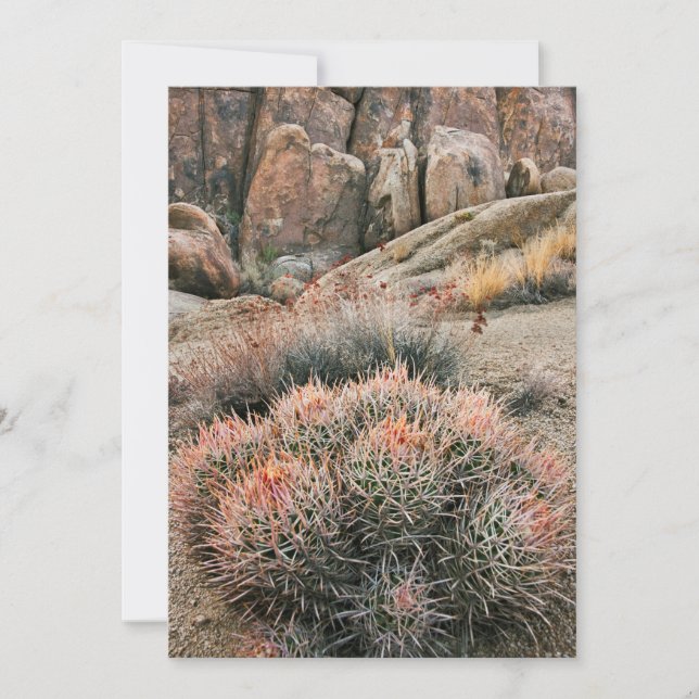 Barrel Cactus In California Thank You Card (Front)