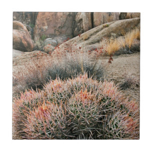 Barrel Cactus In California Tile