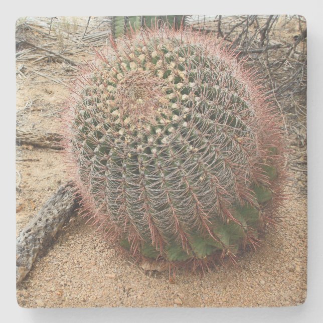 Barrel cactus in the Desert, Arizona, sq coaster (Front)