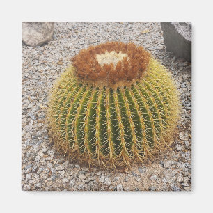 Barrel Cactus Magnet