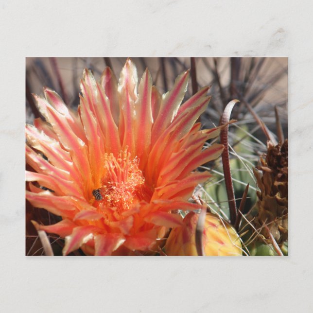 Barrel Cactus Postcard (Front)