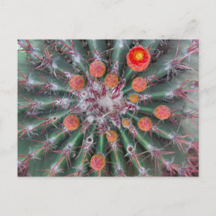 Barrel Cactus Postcard (Arizona)