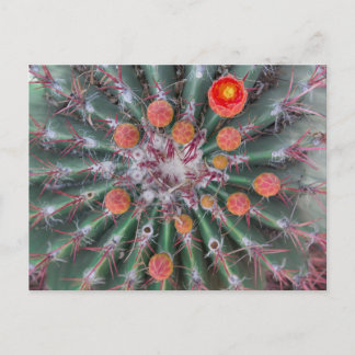 Barrel Cactus Postcard (Arizona)