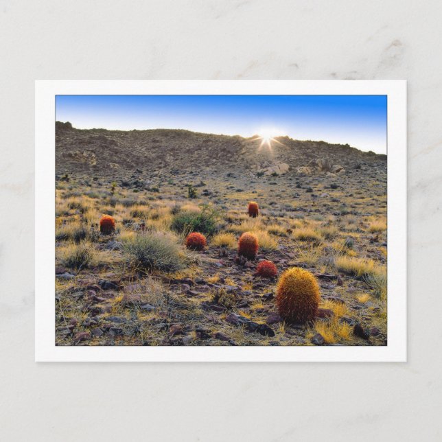 "Barrel Cactus Wake Up Call" Postcard (Front)