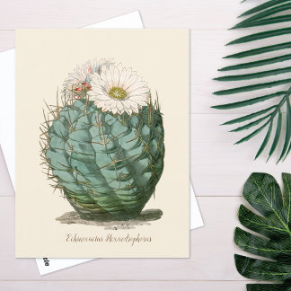 Barrel Cactus White Flower Postcard