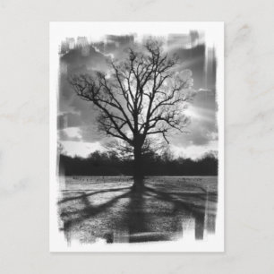 Barren Branches Tree Postcard