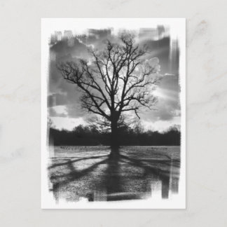 Barren Branches Tree Postcard