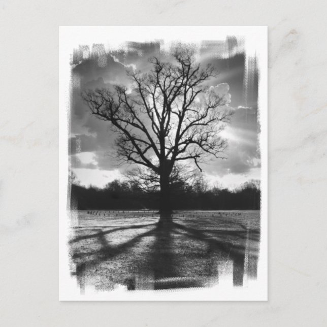 Barren Branches Tree Postcard (Front)