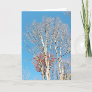 Barren Trees Card